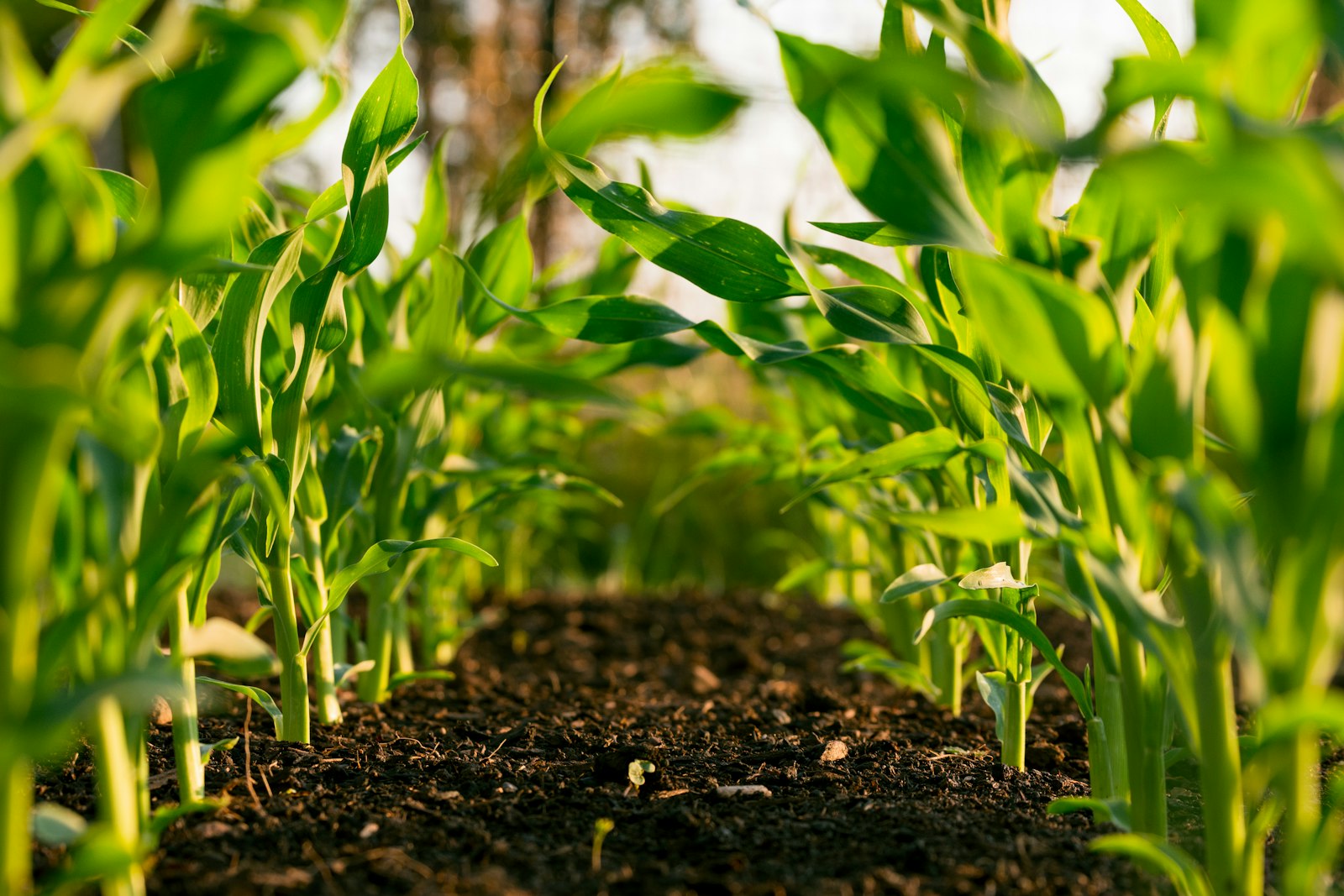 Commercial Agriculture & Farming Operations Architecture